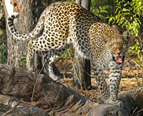 The Relative Importance of Trophy Harvest and Retaliatory Killing of Large Carnivores - South African Leopards as a Case Study