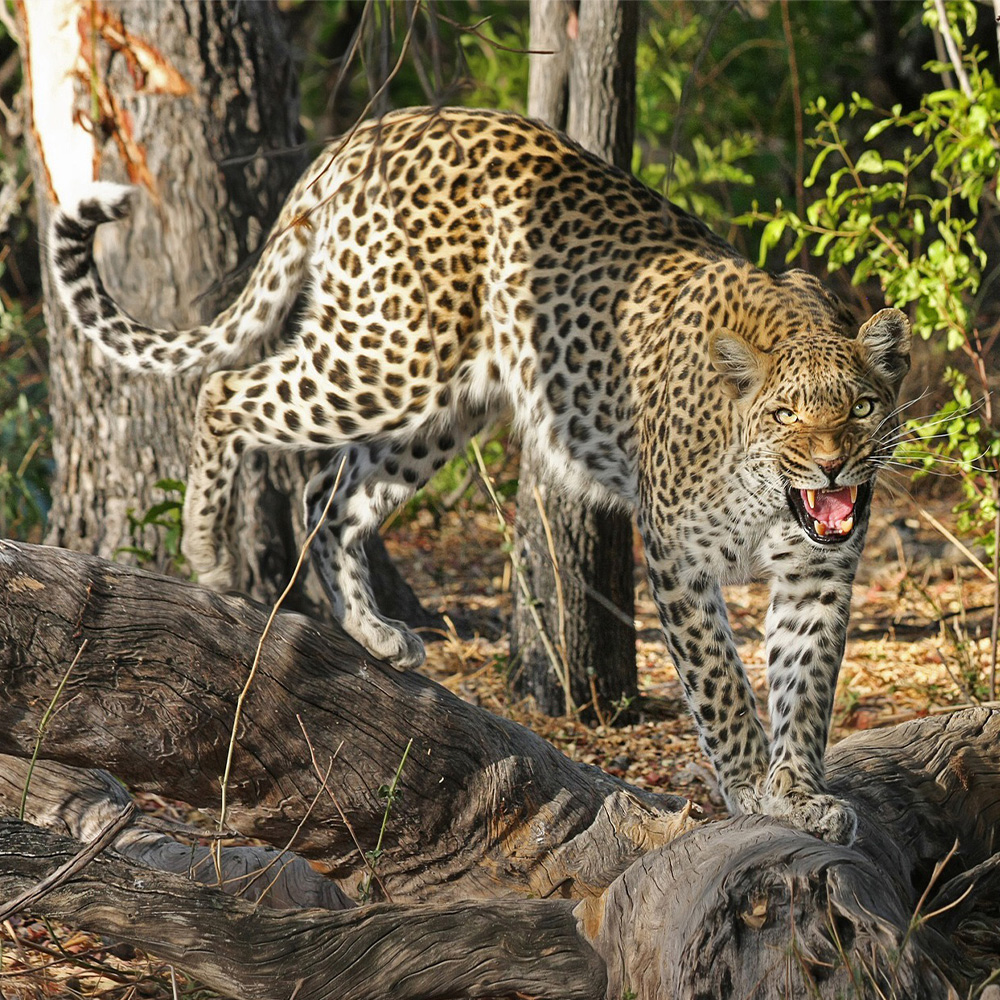 The Relative Importance of Trophy Harvest and Retaliatory Killing of Large Carnivores - South African Leopards as a Case Study