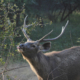 A comparison of lead-based and lead-free bullets for shooting sambar deer in Australia