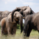 Study reveals the true value of elephants