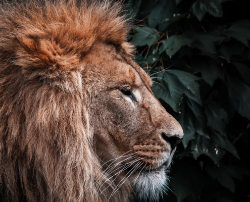 The Guidelines for the Conservation of the Lion in Africa (GCLA)