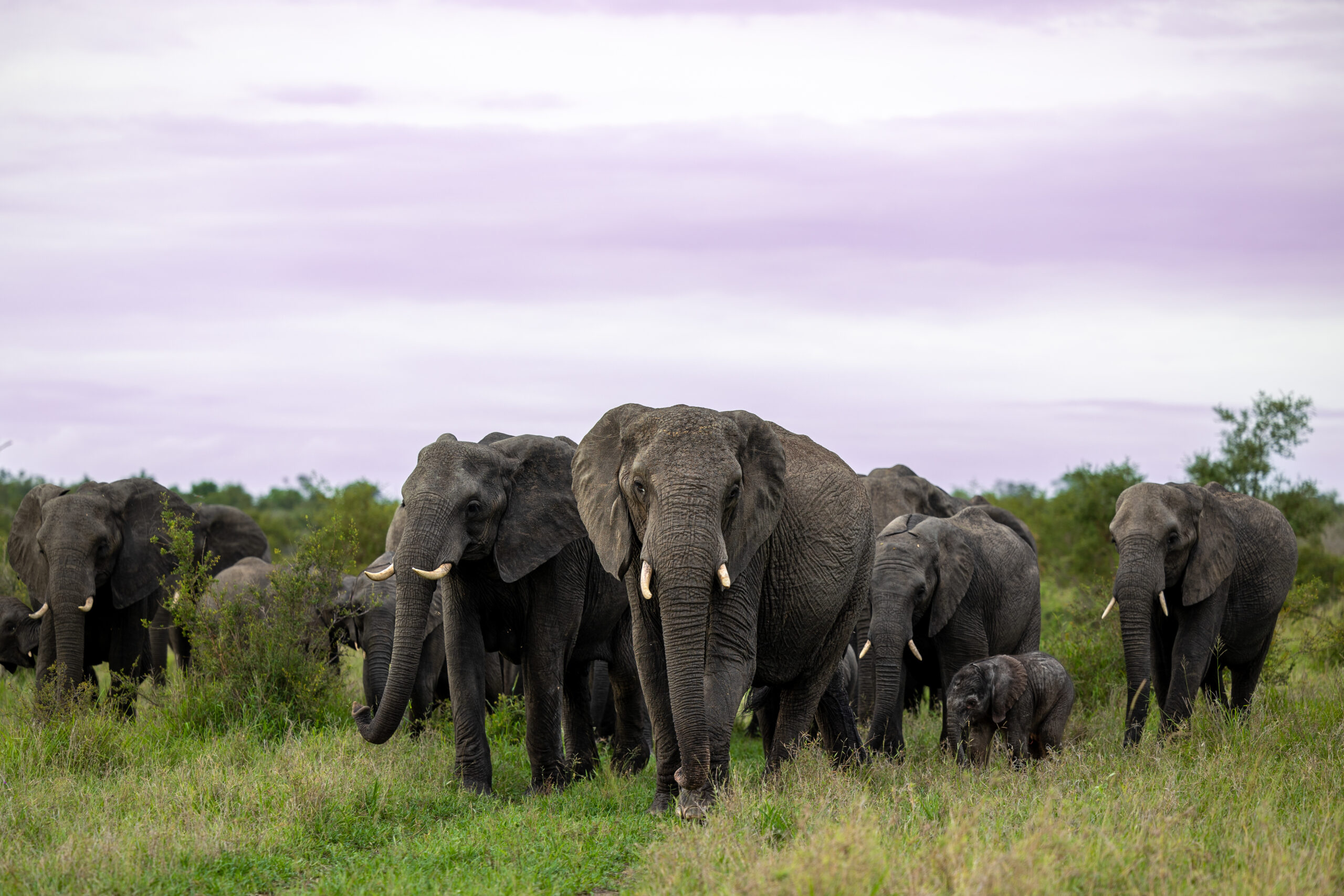 The True Value of Elephants