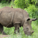 Importance of private and communal lands to sustainable conservation of Africa's rhinoceroses
