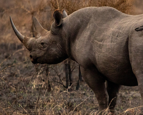 From seeing to saving- How rhinoceros-based tourism in north-west Namibia strengthens local stewardship to help combat illegal hunting