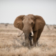 The value of elephants- A pluralist approach