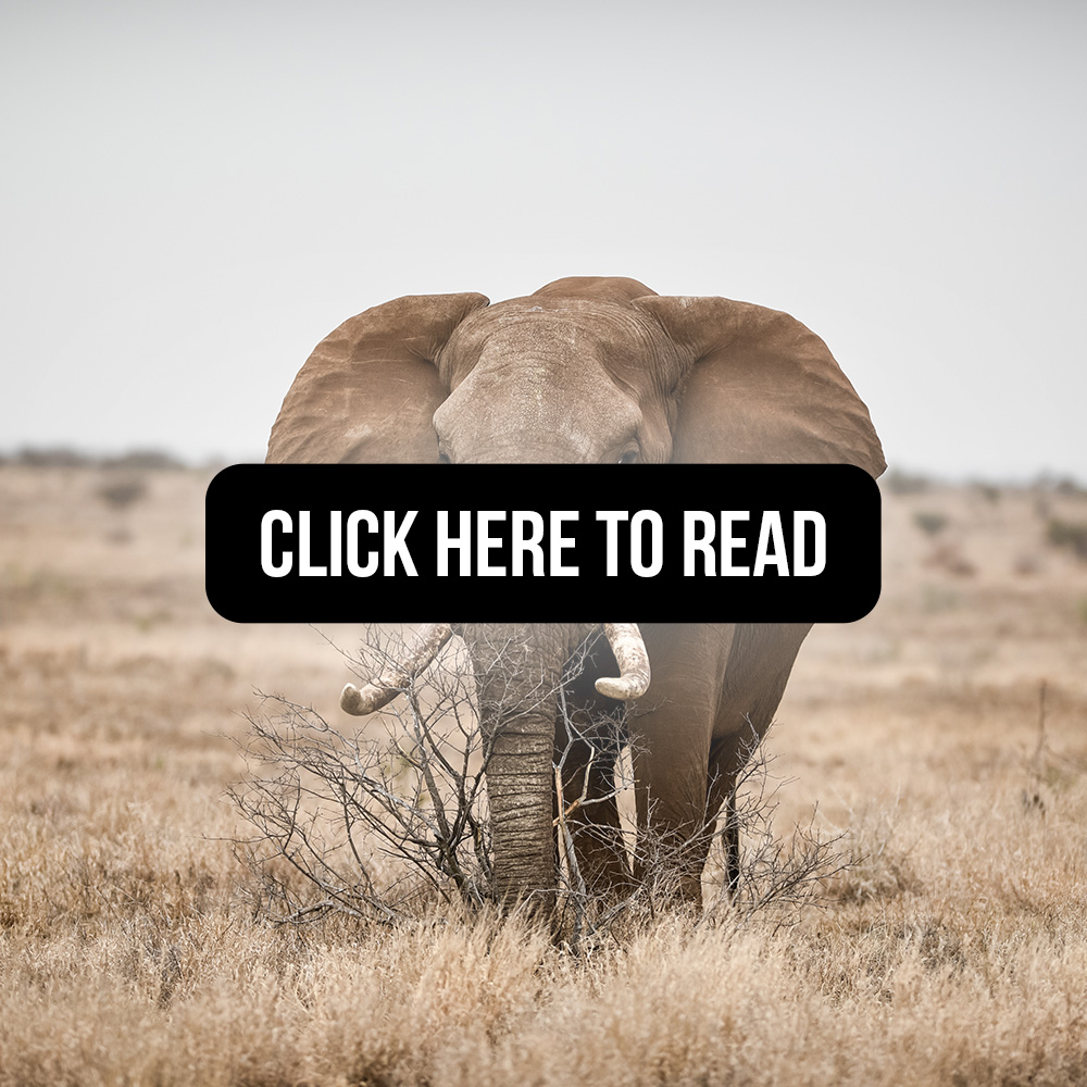 The value of elephants- A pluralist approach