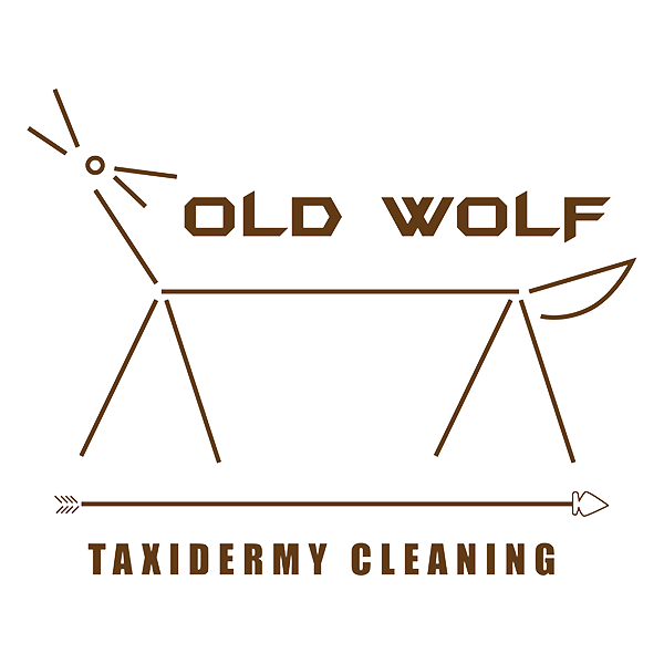 blood origins partner old wolf taxidermy cleanig and repair