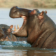 A review of some aspects of the ecology, population trends, threats and conservation strategies for the common hippopotamus, Hippopotamus amphibius L, in Zimbabwe