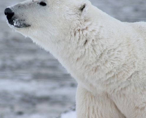 Changes in the Composition of the Harvest in Three Polar Bear Subpopulations in the Western Canadian Arctic after the U.S. Listing of the Polar Bear as a Threatened Species