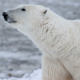 Changes in the Composition of the Harvest in Three Polar Bear Subpopulations in the Western Canadian Arctic after the U.S. Listing of the Polar Bear as a Threatened Species