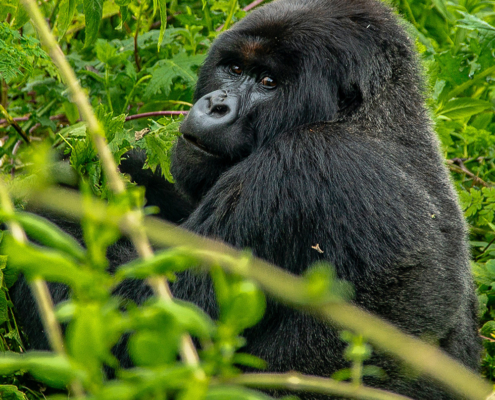 Ecotourism: The Modern Predator? Implications of Gorilla Tourism on Local Livelihoods in Bwindi Impenetrable National Park, Uganda