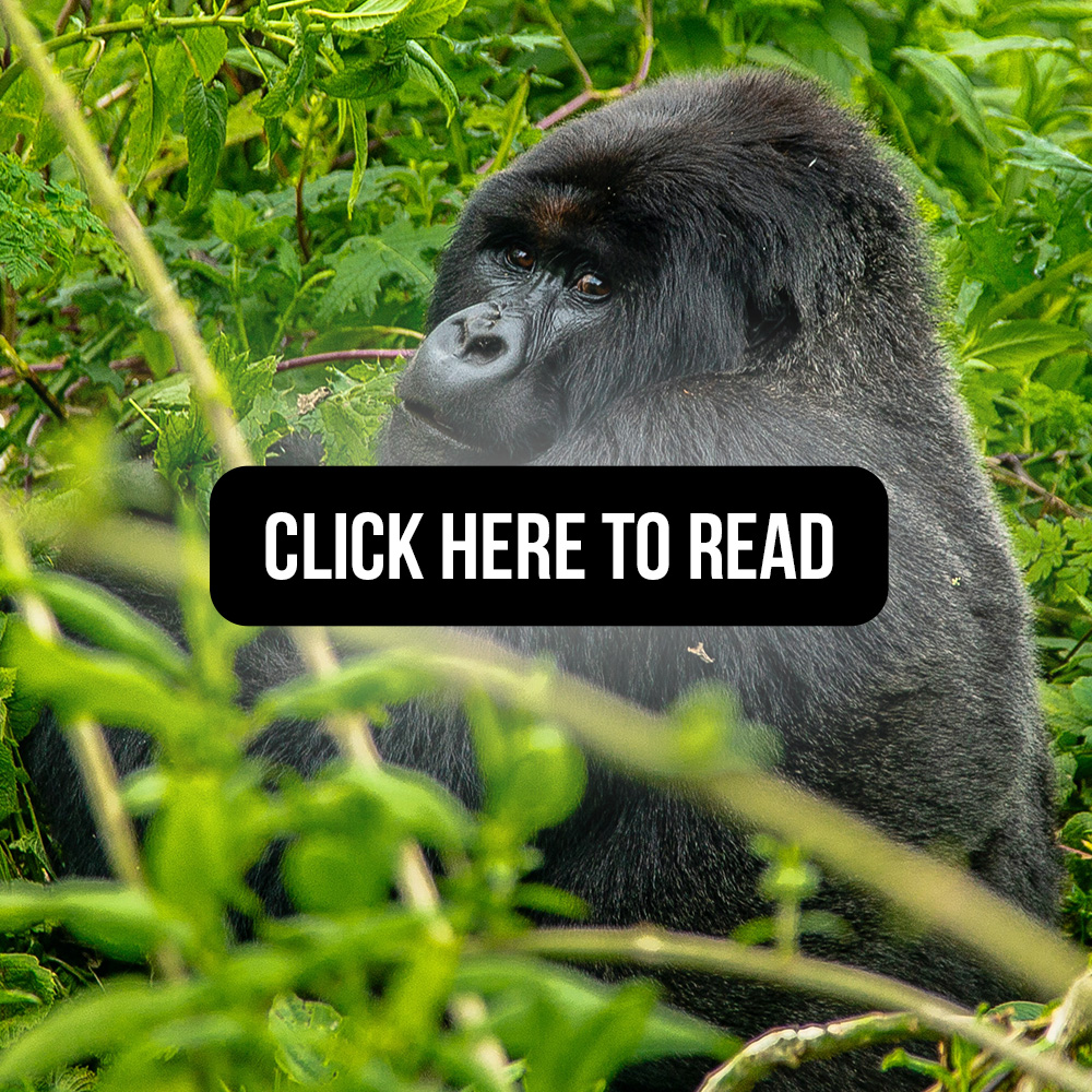 Ecotourism: The Modern Predator? Implications of Gorilla Tourism on Local Livelihoods in Bwindi Impenetrable National Park, Uganda
