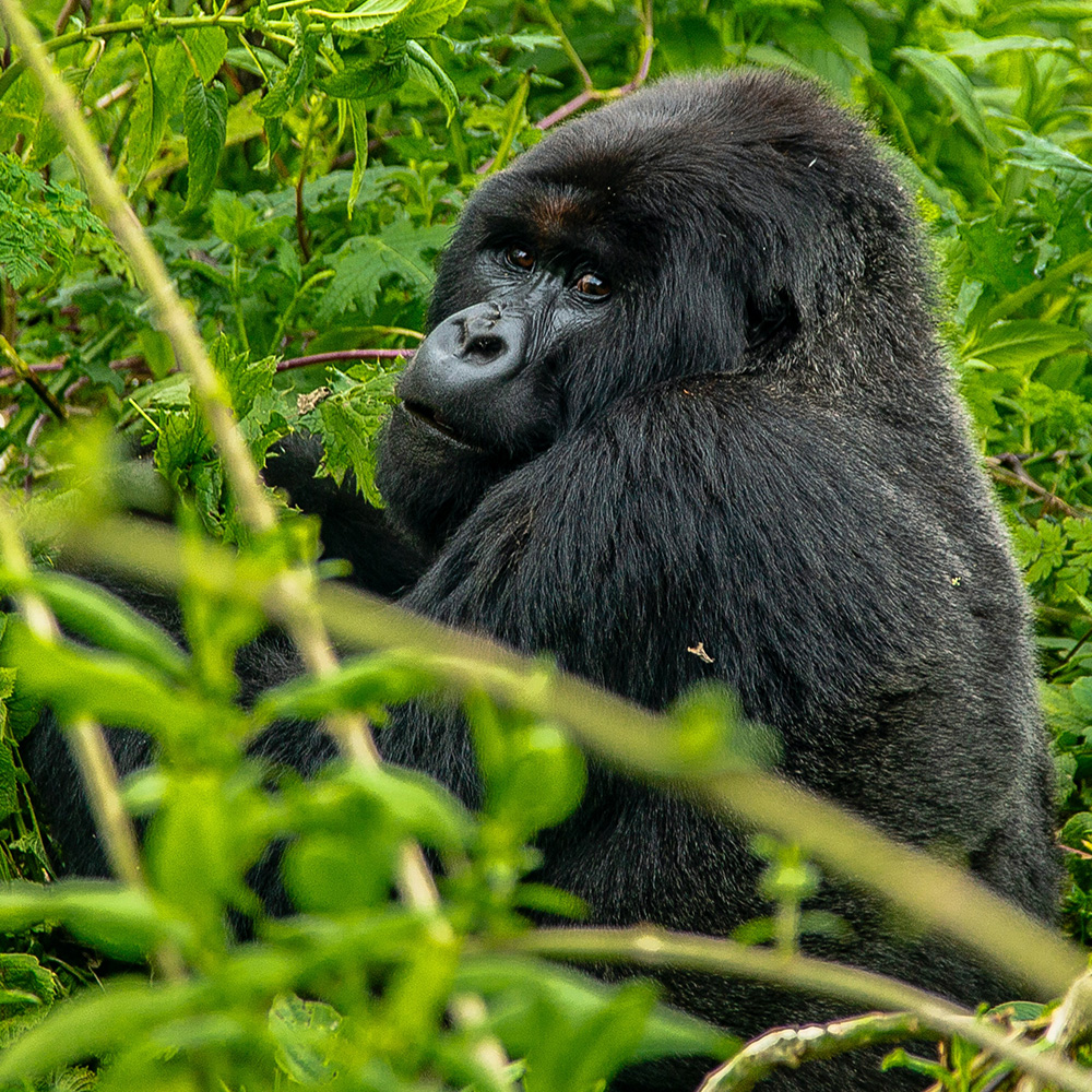 Ecotourism: The Modern Predator? Implications of Gorilla Tourism on Local Livelihoods in Bwindi Impenetrable National Park, Uganda