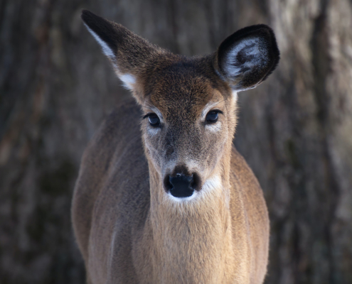 Red oak seedlings as indicators of deer browse pressure: Gauging the outcome of different white-tailed deer management approaches