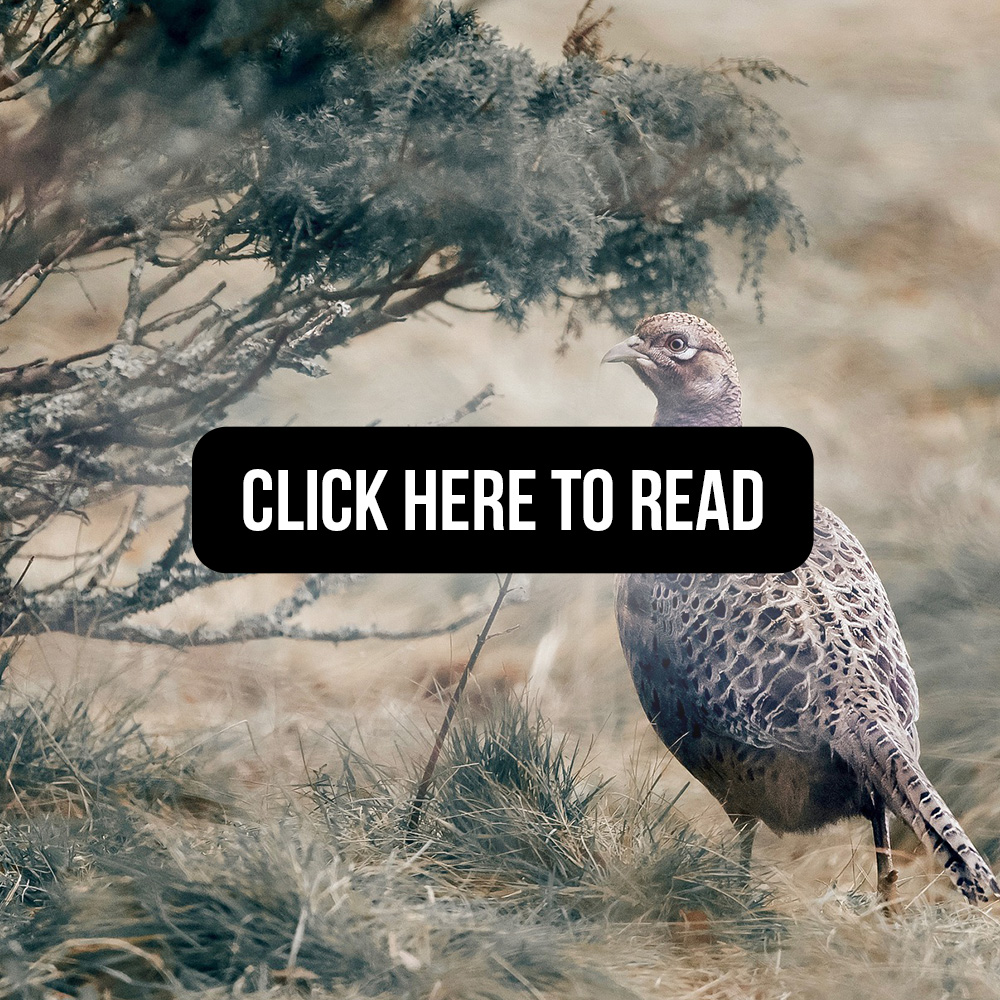 Why do many pheasants released in the UK die, and how can we best reduce their natural mortality?