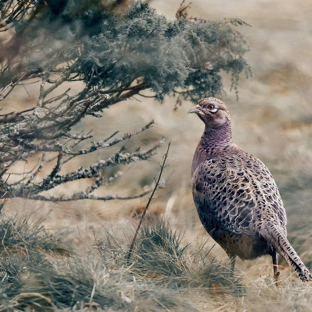 Why do many pheasants released in the UK die, and how can we best reduce their natural mortality?