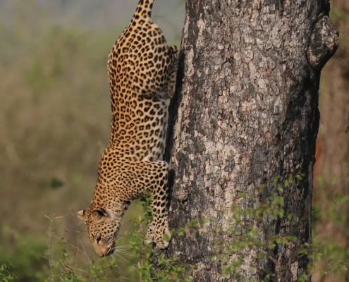 Drivers of leopard Panthera pardus habitat use and relative abundance in Africa's largest transfrontier conservation area