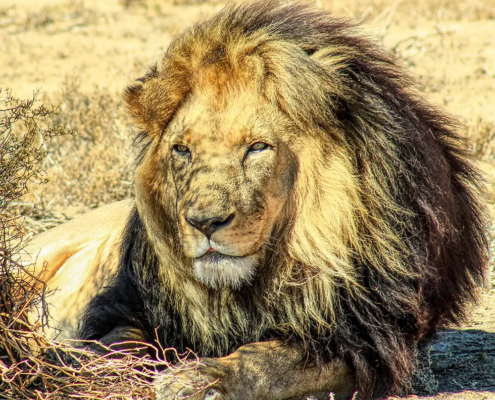 Economic and conservation significance of the trophy hunting industry in sub-Saharan Africa