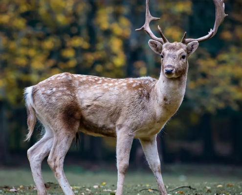 Public Perceptions of Deer Management in Scotland