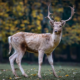 Public Perceptions of Deer Management in Scotland
