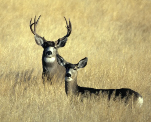 The precarious position of wildlife conservation funding in the United States