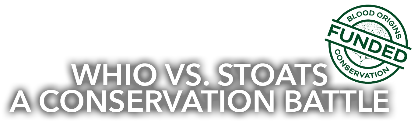 Whio vs. Stoats - a Conservation Battle title