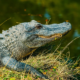 Why BAN alligators- Come on California