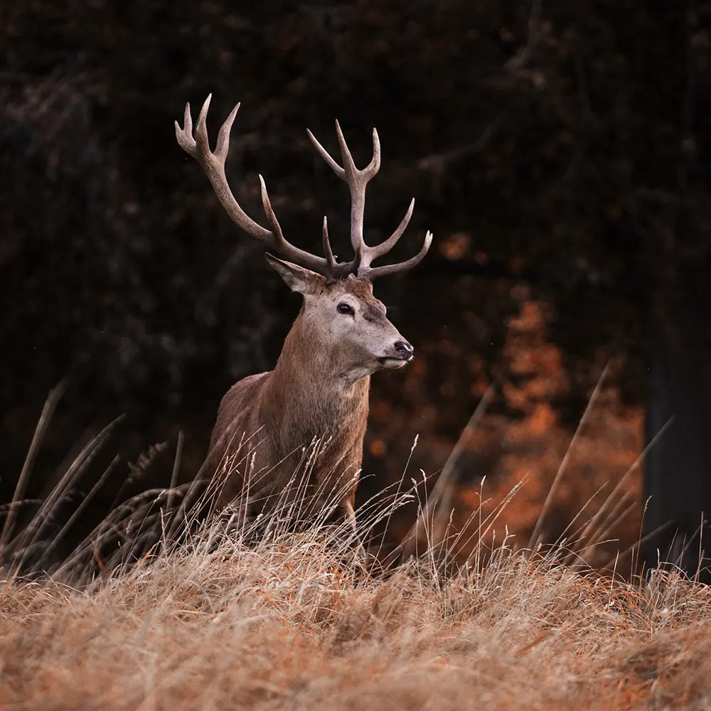 Wild ungulate overabundance in Europe- contexts, causes, monitoring and management recommendations