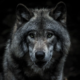 blood origins original truth 30,000 Votes - Wolves Are Back