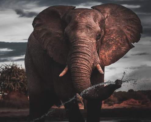 Devastating Decline of Forest Elephants in Central Africa