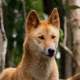 Genome-wide variant analyses reveal new patterns of admixture and population structure in Australian dingoes