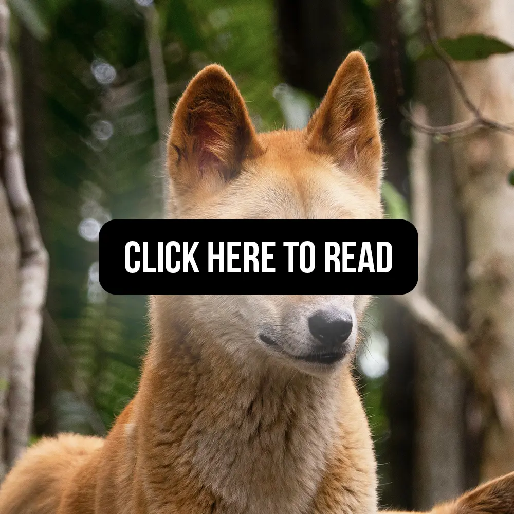 Genome-wide variant analyses reveal new patterns of admixture and population structure in Australian dingoes_click here to read