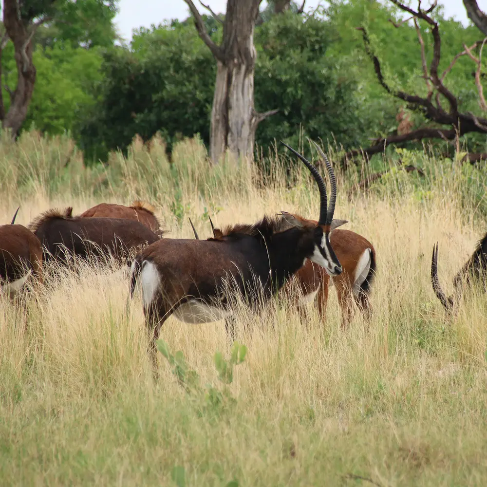 "Hunting Africa": how international trophy hunting may constitute