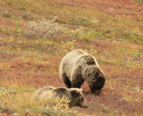 Sustainability of the grizzly bear hunt in British Columbia, Canada