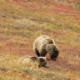 Sustainability of the grizzly bear hunt in British Columbia, Canada