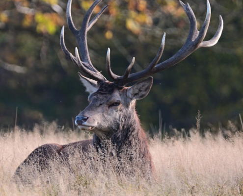 Evaluating key evidence and formulating regulatory alternatives regarding the UK’s Hunting Trophies Bill