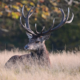 Evaluating key evidence and formulating regulatory alternatives regarding the UK’s Hunting Trophies Bill