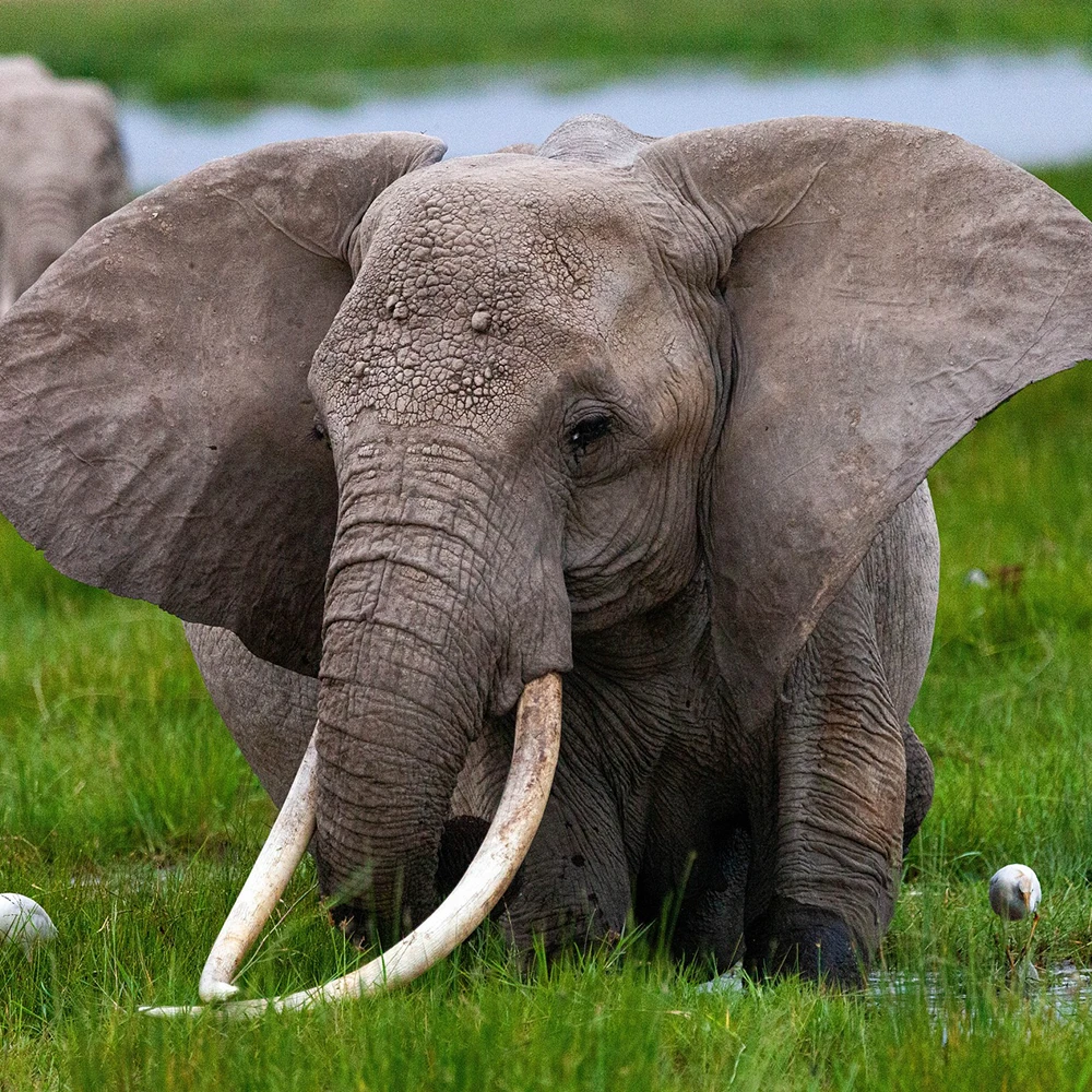 Size Rarity and Charisma Valuing African Wildlife Trophies