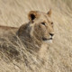 Trophy hunting and lion conservation a question of governance