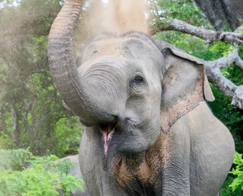 Estimating population sizes for elusive animals- the forest elephants of Kakum National Park Ghana