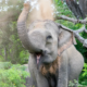 Estimating population sizes for elusive animals- the forest elephants of Kakum National Park Ghana