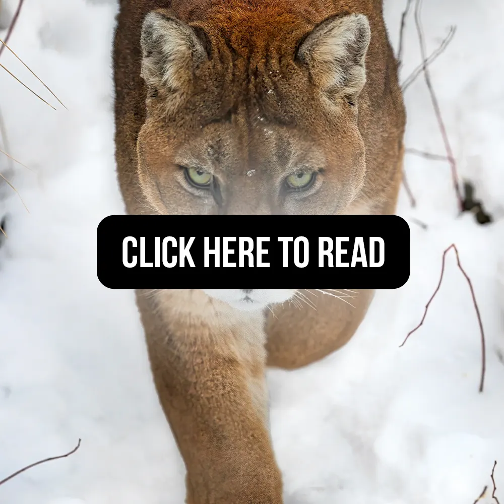 Relationships between a mountain lion population and hunting pressure in western Montana click here to read