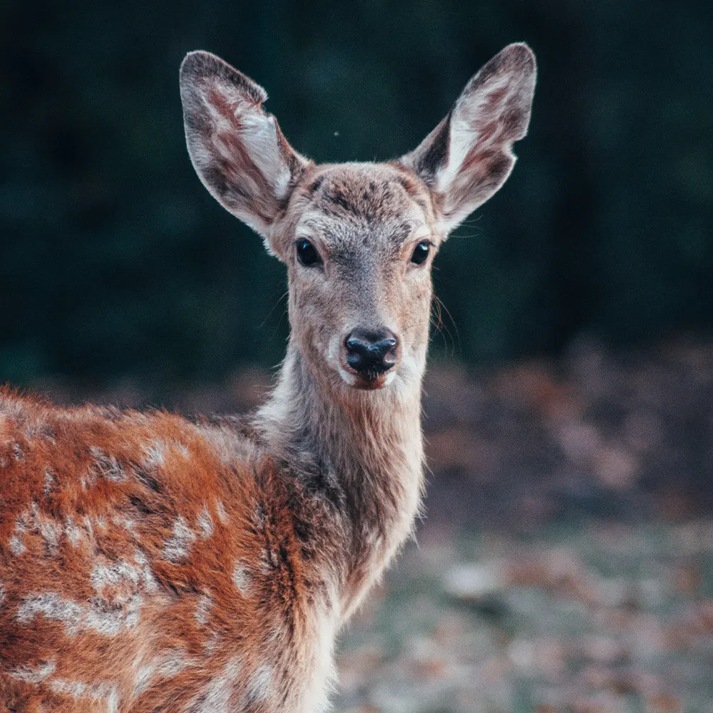 Review of the likely magnitude and manageability of deer impacts on carbon stores in indigenous forests