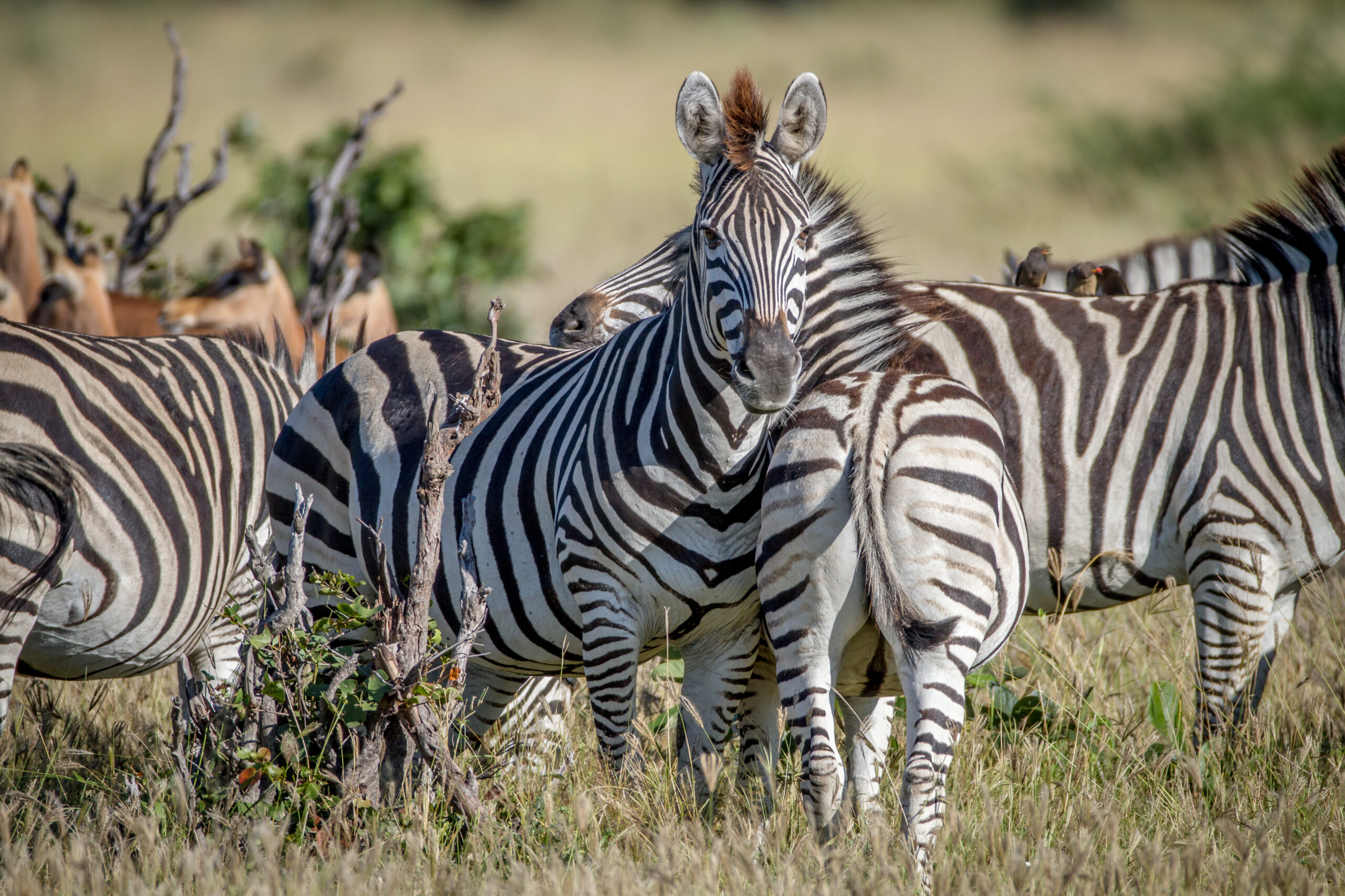 Centering Communities in Tanzania’s Wildlife Policy