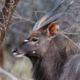 Estimating population size and habitat suitability for mountain nyala in areas with different protection status