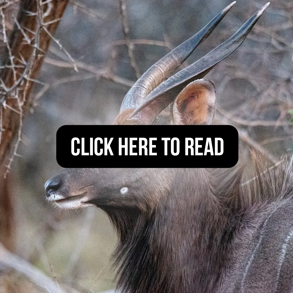 Estimating population size and habitat suitability for mountain nyala in areas with different protection status_click here to read