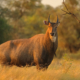 Photo of Nilgai standing broadside in South Texas