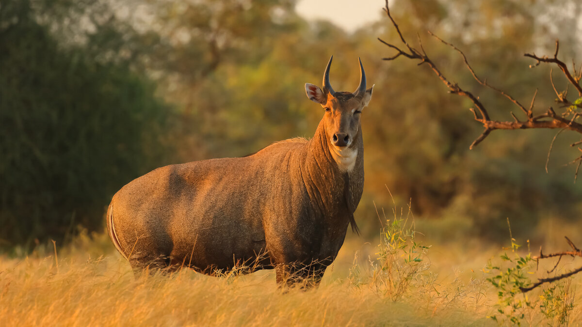 Photo of Nilgai standing broadside in South Texas