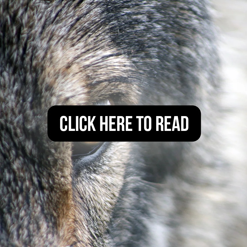 Wolves and the Ecology of Fear Can Predation Risk Structure Ecosystems click here to read