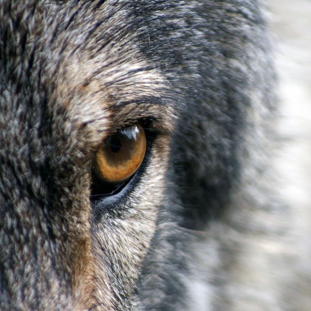 Wolves and the Ecology of Fear Can Predation Risk Structure Ecosystems